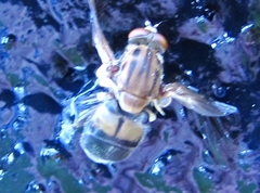 Brachyopa vacua