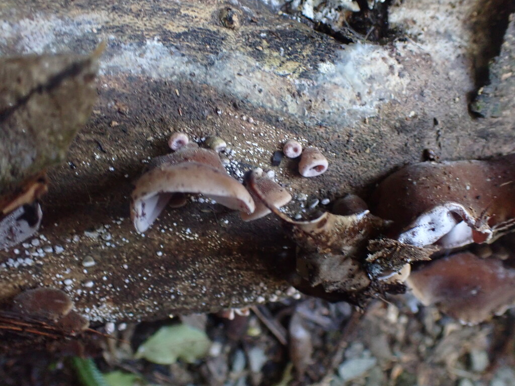 Auricularia cornea · April 2026 · photo: © shaun_thompson (iNaturalist, cc-by)