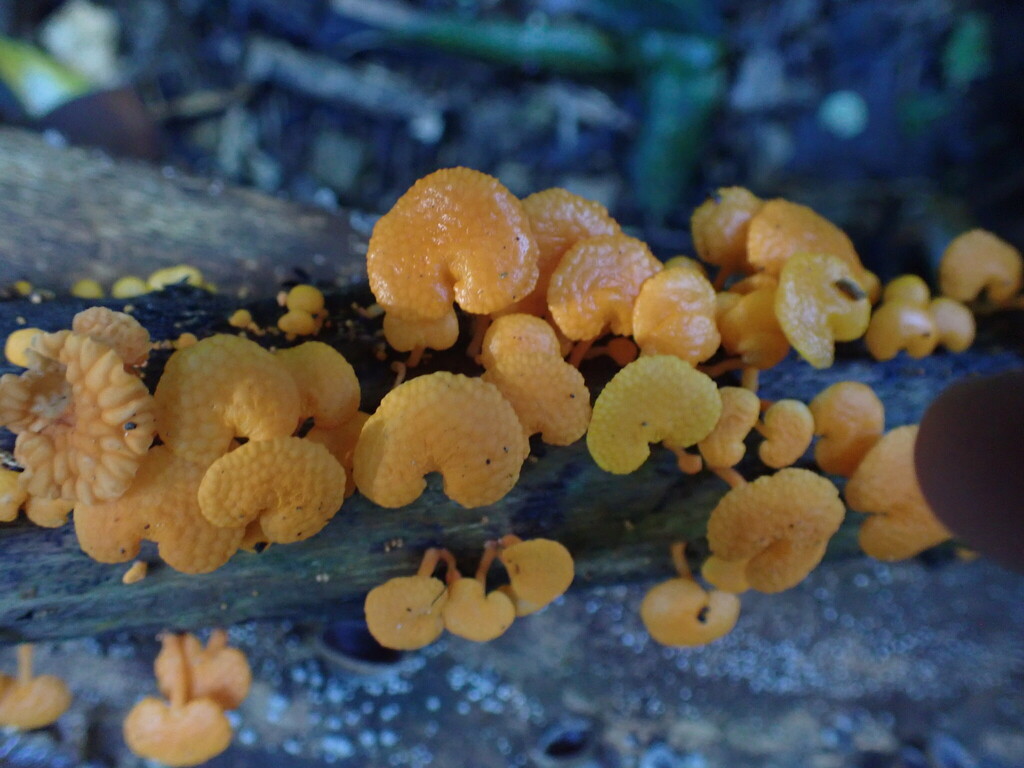 Favolaschia claudopus · April 2026 · photo: © shaun_thompson (iNaturalist, cc-by)