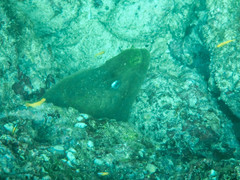 Gymnothorax castaneus