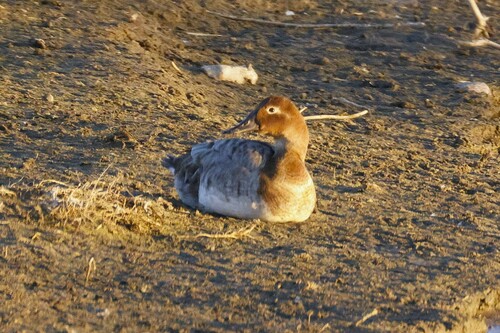 Canvasback