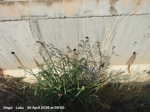 Fuirena umbellata, photograph 6