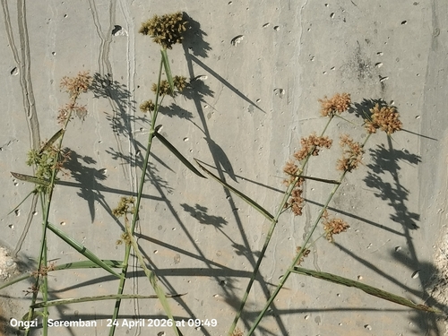 Fuirena umbellata, photograph 5