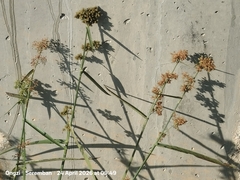 (c) Ong Jyh Seng, some rights reserved (CC BY) Fuirena umbellata, photograph (c) Ong Jyh Seng, some rights reserved (CC BY)