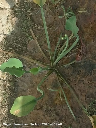 Limnocharis flava, photograph 6
