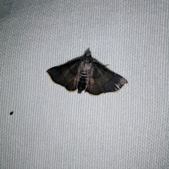 Lepidoptera