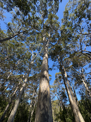 spotted gum (Eucalyptus maculata)