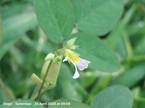 Barrelier's woodsorrel (Oxalis barrelieri)