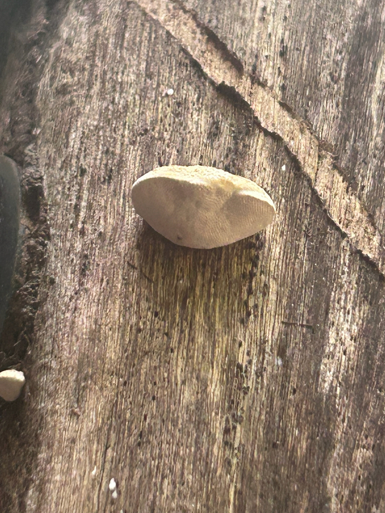Truncospora ochroleuca · April 2026 · photo: © dave_shenton (iNaturalist, cc0)
