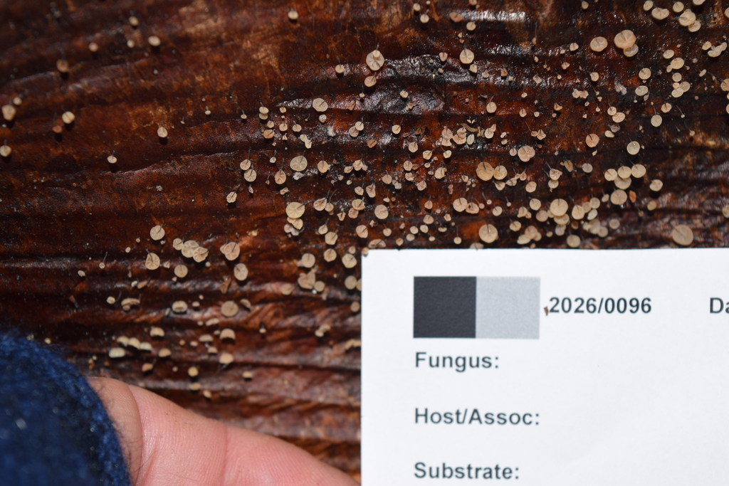 Cryptomarasmius rhopalostylidis · April 2026 · photo: © davidwhyte (iNaturalist, cc-by-sa)
