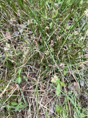 Eleocharis montevidensis