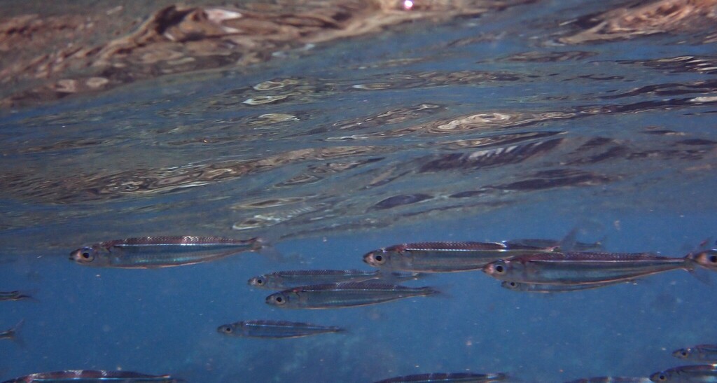 Broad-banded hardyhead (Atherinomorus lacunosus) — Atherinidae