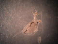 Daphnia