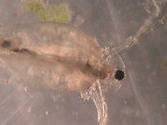 Daphnia