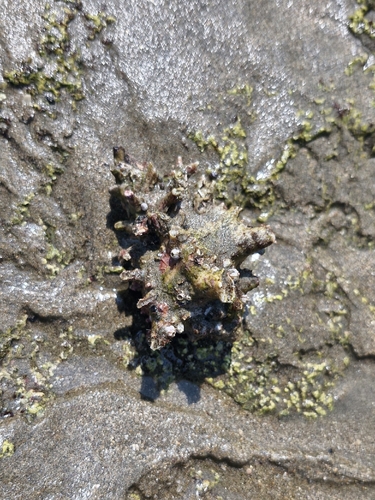 Hexaplex princeps (Hexaplex princeps)