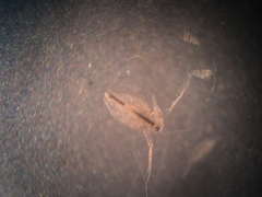 Daphnia