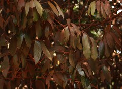 Cryptocarya wightiana