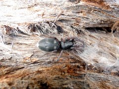 Lampona cylindrata