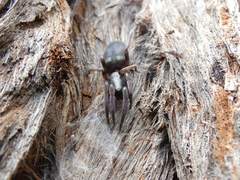 Lampona cylindrata