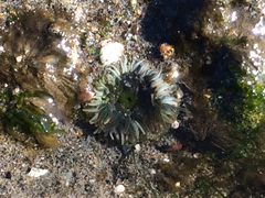 Anthopleura elegantissima