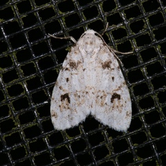 Clemensia ochreata