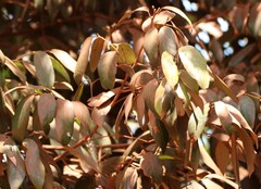 Cryptocarya wightiana