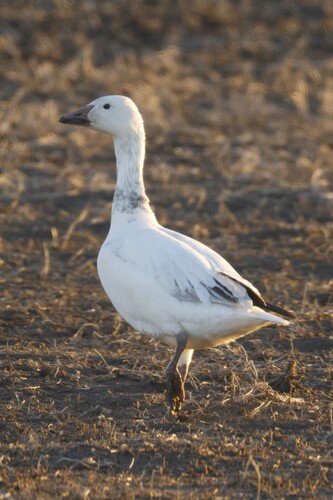 Snow Goose