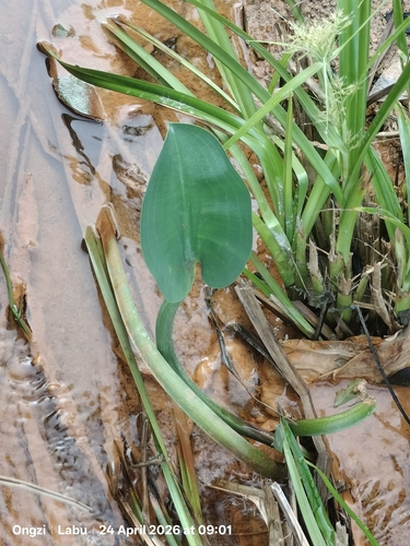 Limnocharis flava, photograph 5