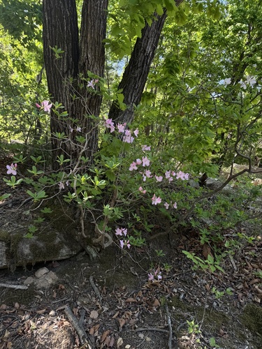 Rhododendron schlippenbachii