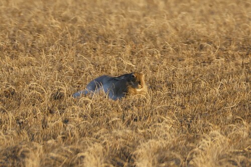 White-tailed Jackrabbit