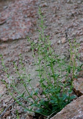 Scrophularia incisa