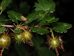 Ribes californicum, photograph (c) Alan Rockefeller, some rights reserved (CC BY)