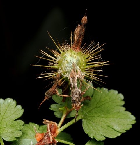 Ribes californicum, photograph 5