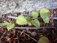 Campanula scouleri