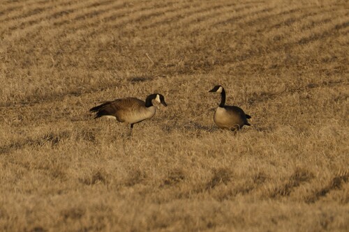 Canada Goose