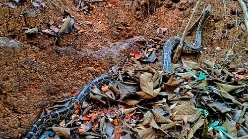 Indian Python