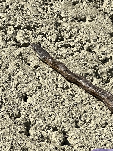 Baird's Ratsnake