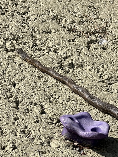 Baird's Ratsnake