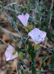 Convolvulus fruticosus
