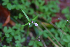 Cardamine nuttallii