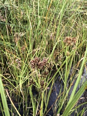 Cyperus nitidus