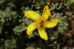 Apis mellifera