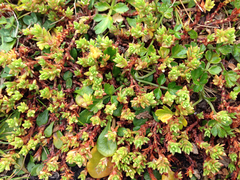 Crassula moschata