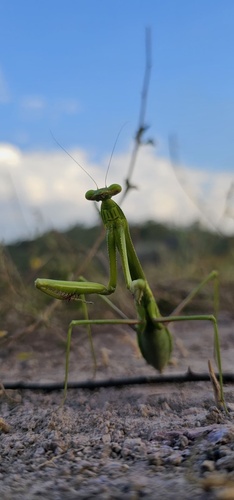 Giant Mexican Mantis