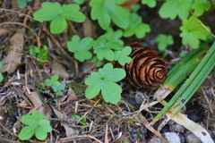 Cardamine nuttallii