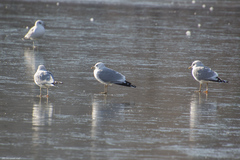 Larus canus