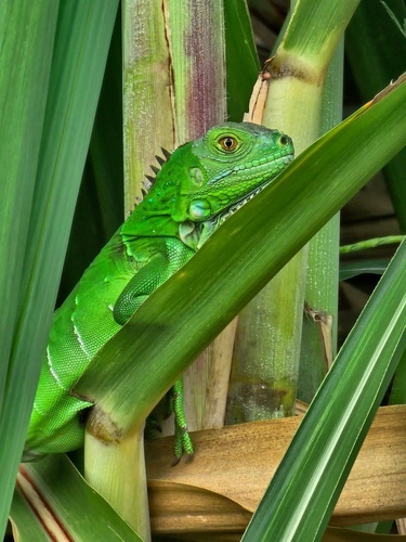 Green Iguana