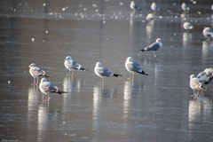 Larus canus