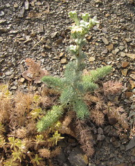 Seseli gummiferum