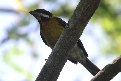 Puerto Rican Spindalis (Spindalis portoricensis)
